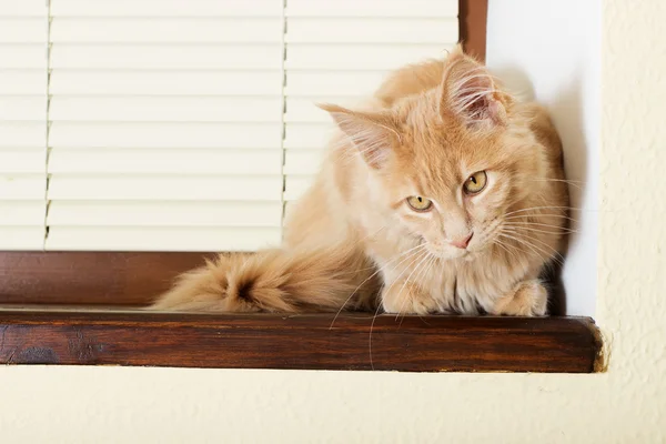 Gato en un alféizar de ventana — Foto de Stock