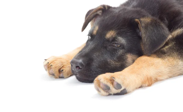 Cão em um fundo branco — Fotografia de Stock