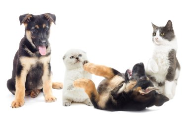 yavru kedi ve köpek yavrusu oynamak