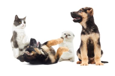yavru kedi ve köpek yavrusu oynamak