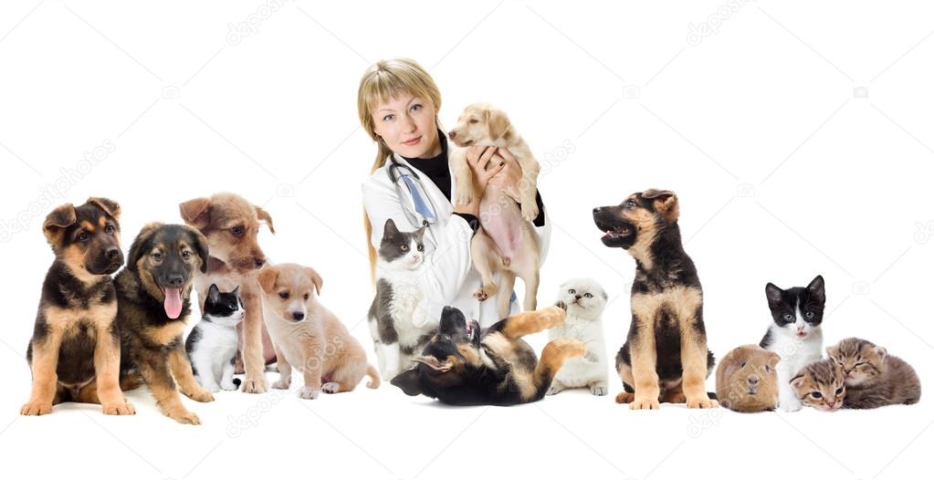 Group of pets and veterinary