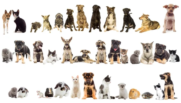 Grupo de mascotas — Foto de Stock