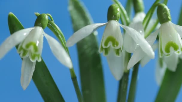 Flores Snowdrop close-up — Vídeo de Stock