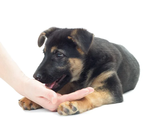 Filhote de cachorro pastor e uma mão humana em um fundo branco — Fotografia de Stock