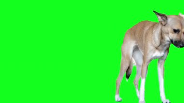 Kızıl köpek arıyorum