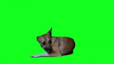 Kızıl köpek arıyorum