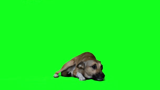 Rousse chien regardant — Video