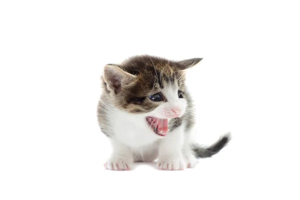 Kitten mauwt — Stockfoto