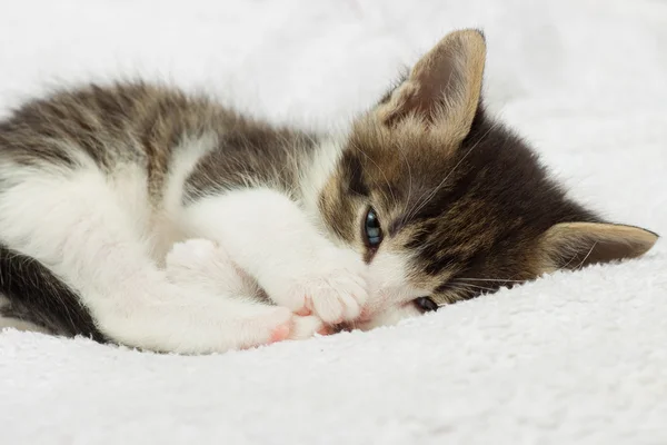 Gatinho dormindo — Fotografia de Stock