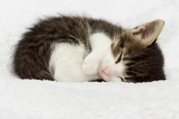 Gatinho dormindo — Fotografia de Stock