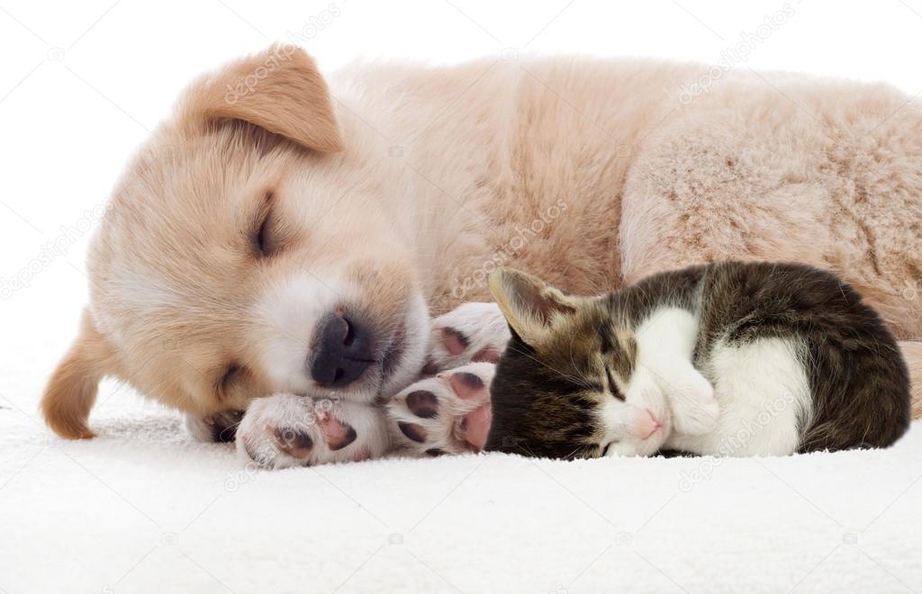 Puppy and kitten sleeping — Stock Photo © gurinaleksandr 69604201