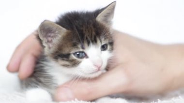 Şirin yavru kedi ve bir insan eli