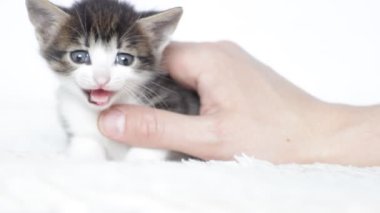 insan eli okşayarak yavru kedi