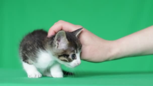 Şirin yavru kedi ve yeşil bir ekran üzerinde bir insan eli — Stok video