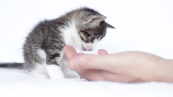 Gatito jugando con una mano humana — Vídeo de stock