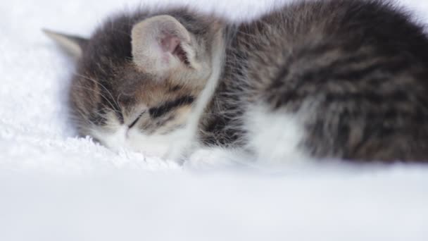 Sevimli yavru kedi uyuyor — Stok video