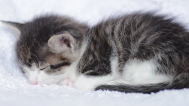 Sevimli yavru kedi uyuyor