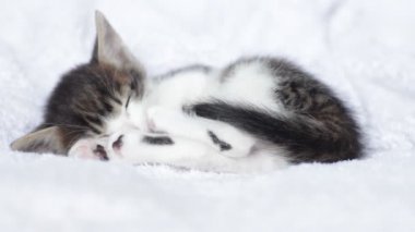 Sevimli yavru kedi uyuyor