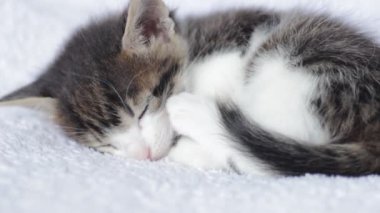 Sevimli yavru kedi uyuyor