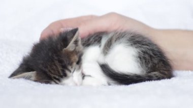 Sevimli yavru kedi uyuyor