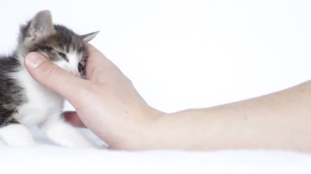 Kitten and a human hand — Stock Video