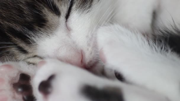 Gatinho adormecido, close-up — Vídeo de Stock