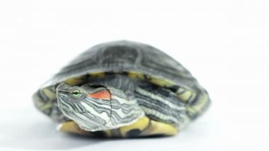 Kırmızı kulaklı sürgü, yakın çekim