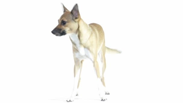 Смешная красная собака стоит на белом фоне — стоковое видео