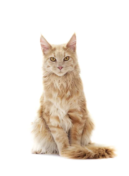 Ginger tabby cat looking — Stock Photo, Image