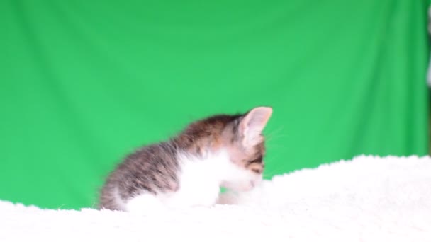Mały kotek szary samotny — Wideo stockowe