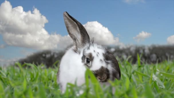 Кролик в зеленій траві — стокове відео