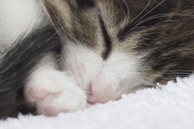 Uyuyan kedi yavrusu, yakın çekim