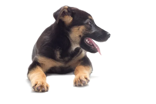 Schäferhund Welpe liegt auf weißem Hintergrund — Stockfoto