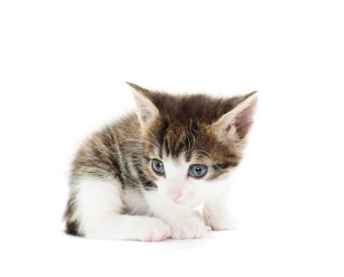Beyaz arka planda kedi yavrusu