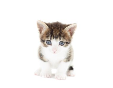 Beyaz bir arka plan üzerinde izlerken kitty