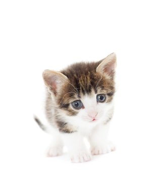 Beyaz arka planda sevimli bir kedi yavrusu.