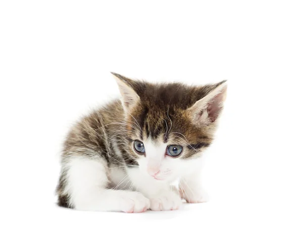 Gatito sobre un fondo blanco —  Fotos de Stock