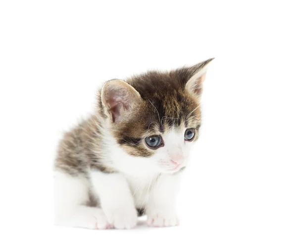 Gatinho olha em um fundo branco — Fotografia de Stock