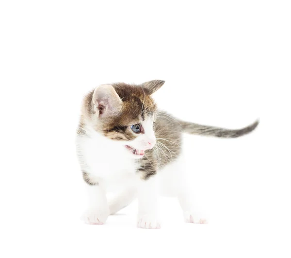 Kitty attacks on a white background — Stock Photo, Image