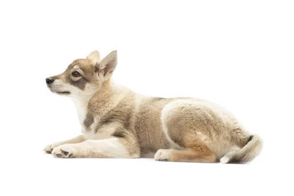 Husky sibérien repose sur un fond blanc — Photo