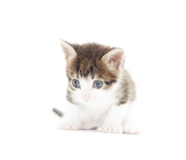 Beyaz arka planda sevimli bir kedi yavrusu.