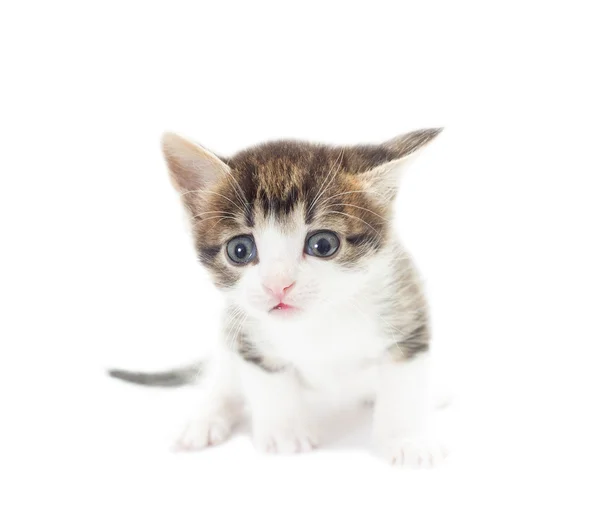 Leuk Katje — Stockfoto