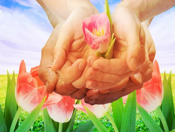 Human hands with tulip — Stock Photo, Image