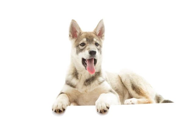 Husky on a white background — Stock Photo, Image