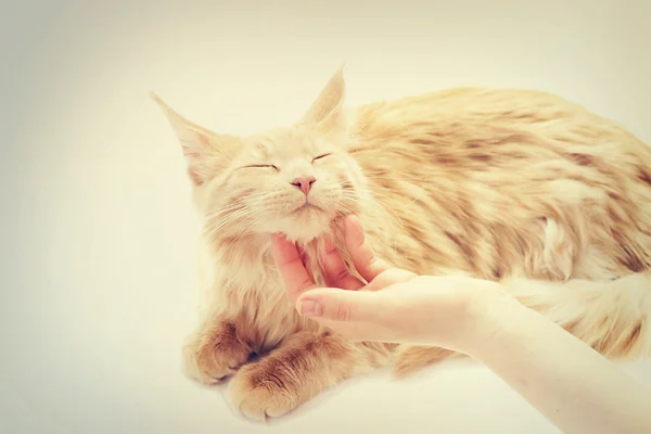 Gato acariciando as mãos — Fotografia de Stock