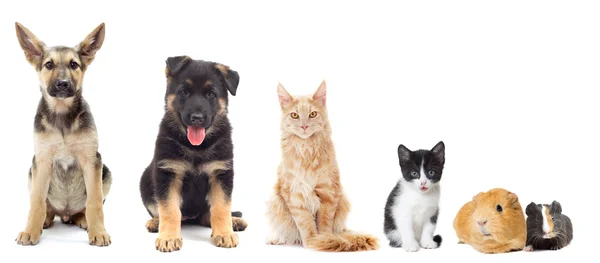 Set pets — Stock Photo, Image