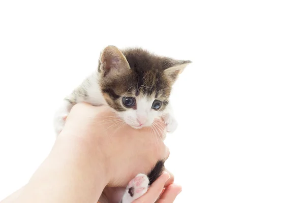 Katje in menselijke handen op een witte achtergrond — Stockfoto