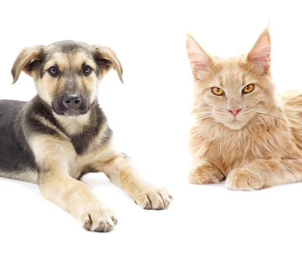 Cat and puppy looking — Stock Photo, Image