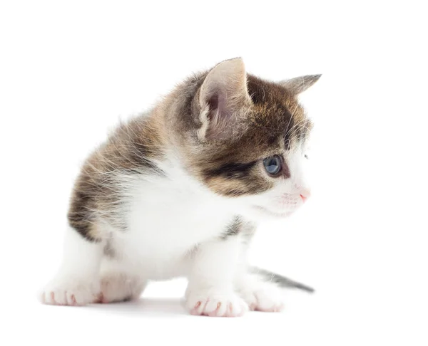 Kitten ziet er — Stockfoto