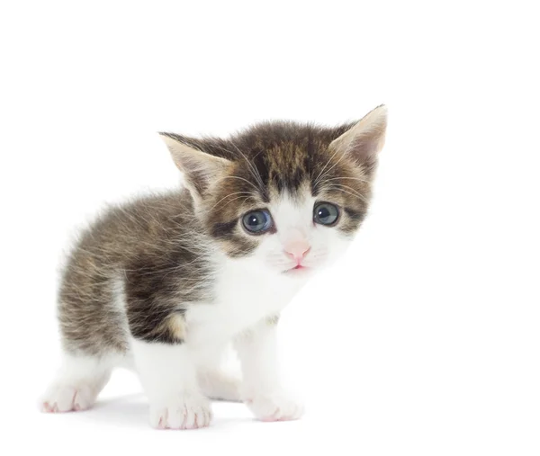 Gatinho engraçado — Fotografia de Stock